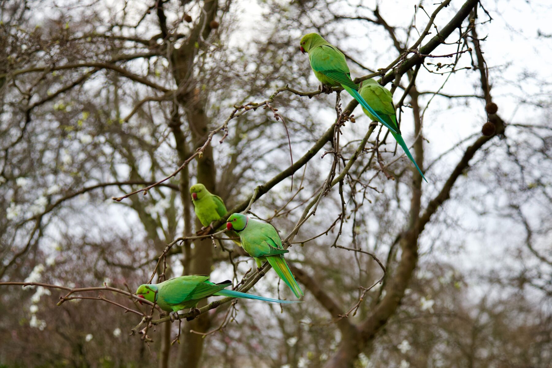 A small chatter of five green parakeets in a bare London tree, in late autumn