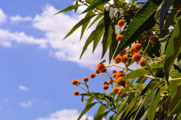 A plant with small globe shaped orange flowers and glossy green leaves being pollinated by a British honey bee